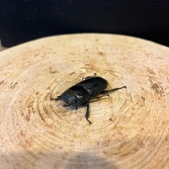 カマリネスオオヒラタ[キングテイオウ] 
ペアの画像