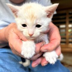 １ヶ月半！珍しい薄茶色、かいくん♡