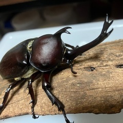 国産カブトムシ　ペア➕♂一匹