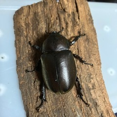 国産カブトムシ　ペア➕♂一匹の画像