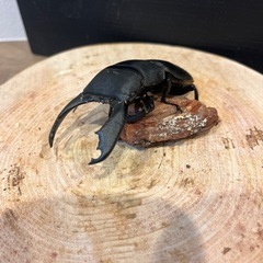 スラウェシオオヒラタ　ペア