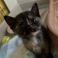１ヶ月半！サビ猫おめめキラキラ、ちこちゃん♡