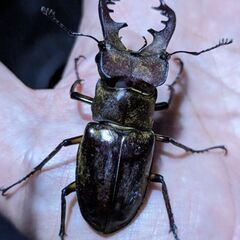 捕れてます！クワガタ採集仲間❗️