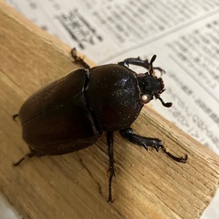 カブトムシ売りますの画像