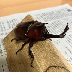 カブトムシ売ります