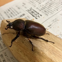 カブトムシ売りますの画像