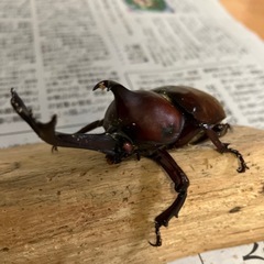 カブトムシ売りますの画像