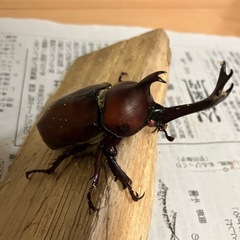 カブトムシ売ります