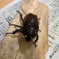 カブトムシ売りますの画像