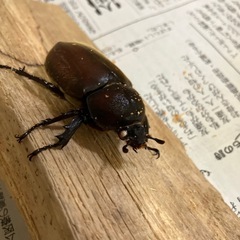 カブトムシ売りますの画像