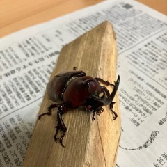 カブトムシ売りますの画像