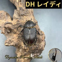 【新成虫】DHレイディ♀単63mm ※送料事前連絡にて変更可 ※...