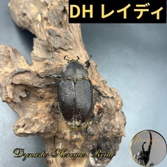 【新成虫】DHレイディ♀単60mm ※送料事前連絡にて変更可 ※...