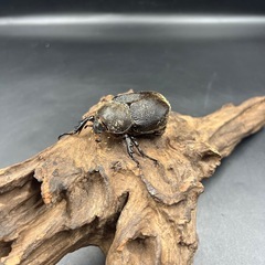 【新成虫】DHレイディ♀単60mm ※送料事前連絡にて変更可 ※直接受け渡しに変更可の画像