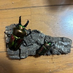 ニジイロクワガタペア　ペアリング済み