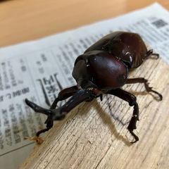 カブトムシ売ります
