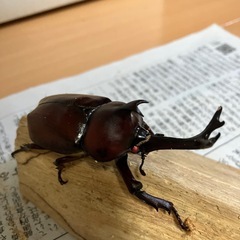 カブトムシ売りますの画像