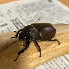 カブトムシ売りますの画像