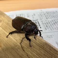 カブトムシ売りますの画像