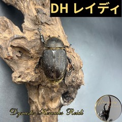 【新成虫】DHレイディ♀単60mm② ※送料事前連絡にて変更可 ...