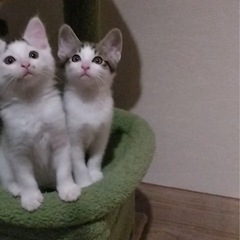 可愛い子猫たち♡生後2ヶ月