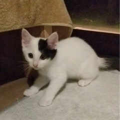 激かわ♡白黒くん♡キジちゃん♡4兄弟