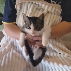 可愛すぎるキジちゃん♡白黒♡4兄弟