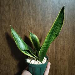 A50 観葉植物 サンセベリアの画像