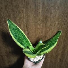 A50 観葉植物 サンセベリアの画像