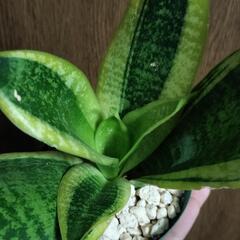 A50 観葉植物 サンセベリアの画像