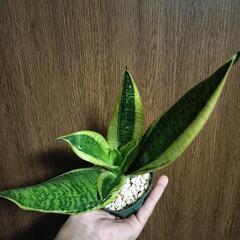 A50 観葉植物 サンセベリア