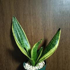 A50 観葉植物 サンセベリアの画像