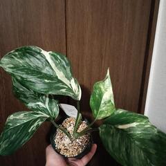A52 観葉植物 モンステラ レクレリアナ バリエガータの画像