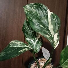 A52 観葉植物 モンステラ レクレリアナ バリエガータの画像