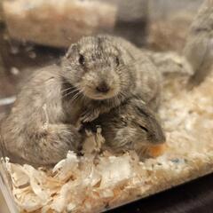 ステップレミング♀☆千葉県木更津市での受け渡し☆