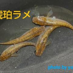 琥珀メダカ　針子30匹