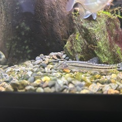 スジシマドジョウの画像