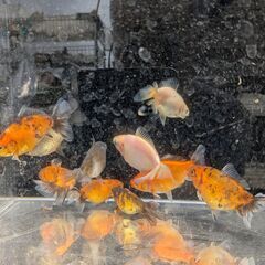 金魚　１