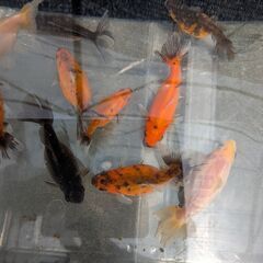 金魚　１の画像