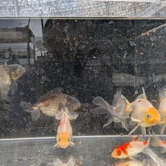 金魚　２
