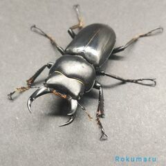 ‼️ウーコクワガタ ペア