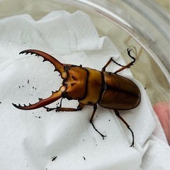 カスタネウスノコギリクワガタ♂♀♀