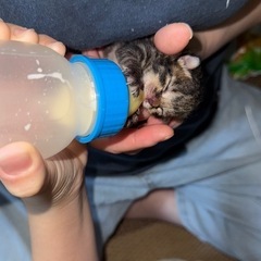 キジトラ？ - 猫
