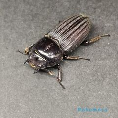 【♀単】ドルクスミント　Dorcus myinti   