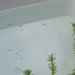 メダカ稚魚の画像