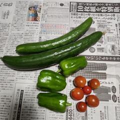 採れたて野菜
