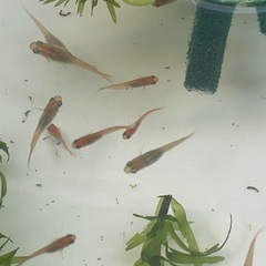 オレンジ系メダカの画像