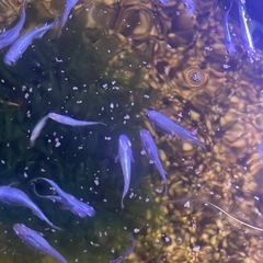 Blue系メダカの画像