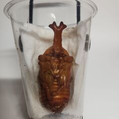 カブトムシ　【オス】【LLサイズ】　蛹→成虫　観察キット　　　か...