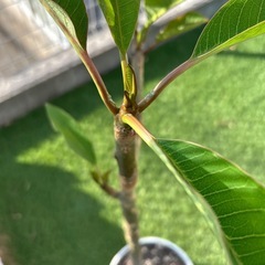 プルメリア③の画像